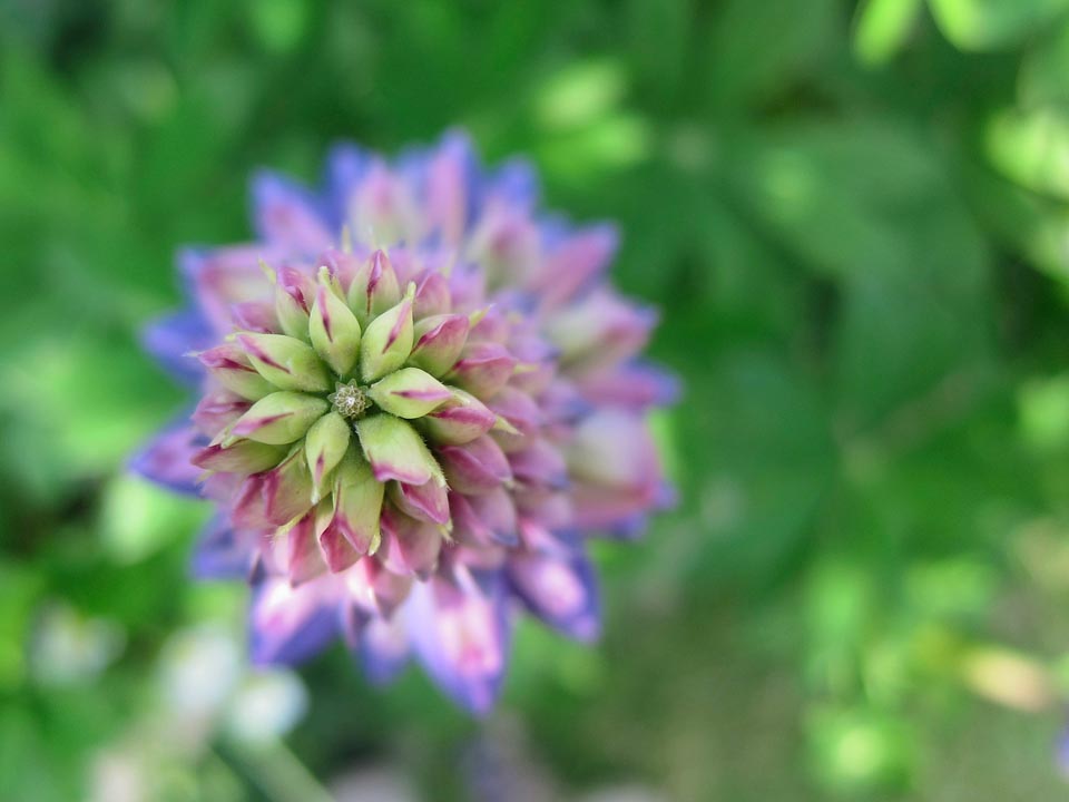 PP Blommor 2